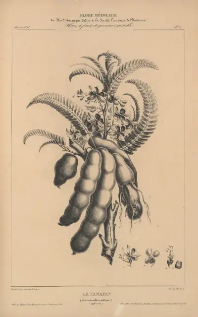 Flore d’Amérique Pl.27 av Etienne Denisse