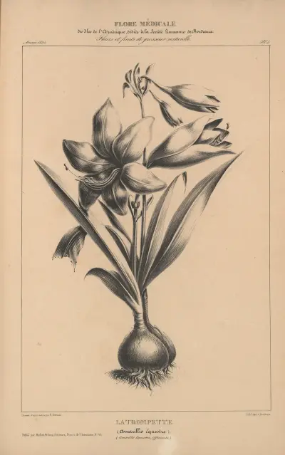 Amerikansk flora Pl.28 av Etienne Denisse
