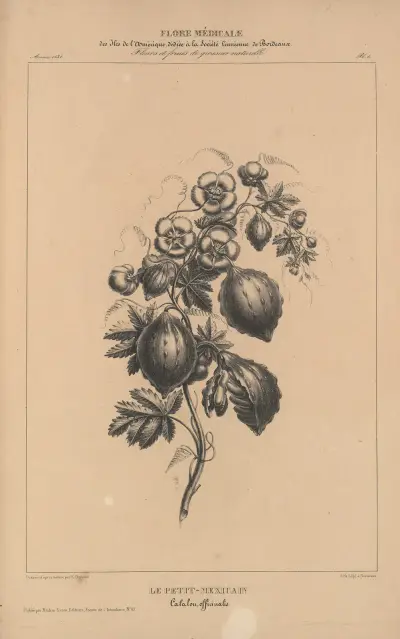 Flore d’Amérique Pl.30 av Etienne Denisse