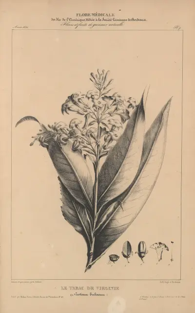 Flore d’Amérique Pl.31 av Etienne Denisse