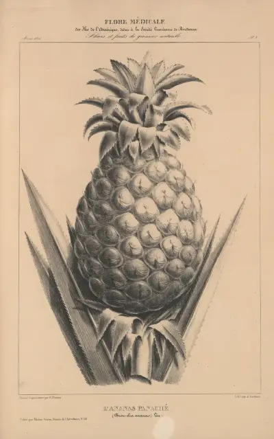 Flore d’Amérique Pl.32 av Etienne Denisse