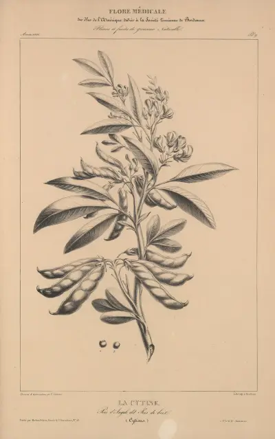 Flore d’Amérique Pl.33 av Etienne Denisse