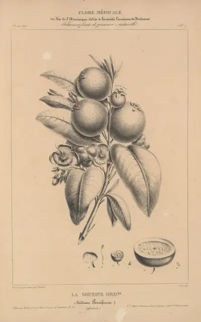 Flore d’Amérique pl. 34 av Etienne Denisse
