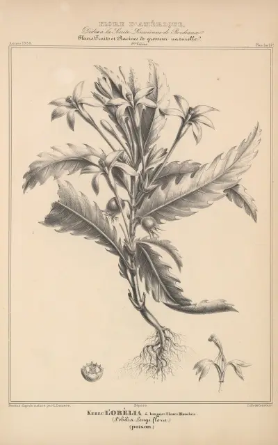 Flore d’Amérique Pl.38 av Etienne Denisse