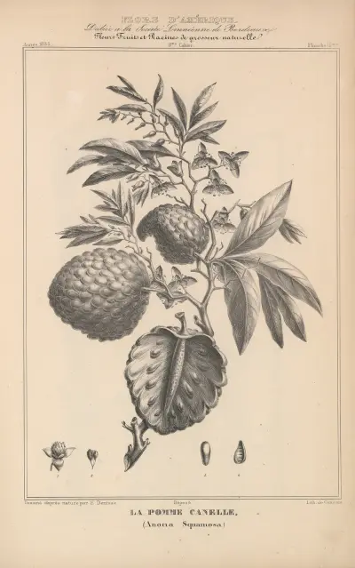 Flore d’Amérique Pl.39 av Etienne Denisse