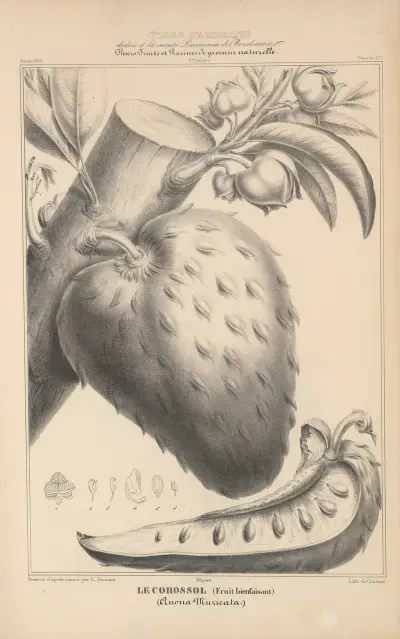 Flore d’Amérique Pl.41 av Etienne Denisse