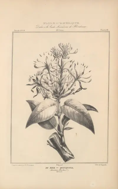 Flore d’Amérique Pl.42 av Etienne Denisse