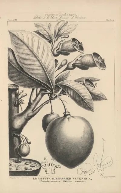 Flore d’Amérique Pl.43 av Etienne Denisse