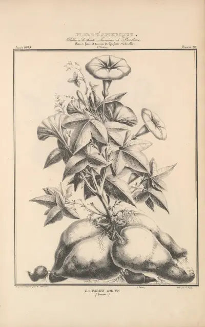 Flore d’Amérique Pl.44 av Etienne Denisse