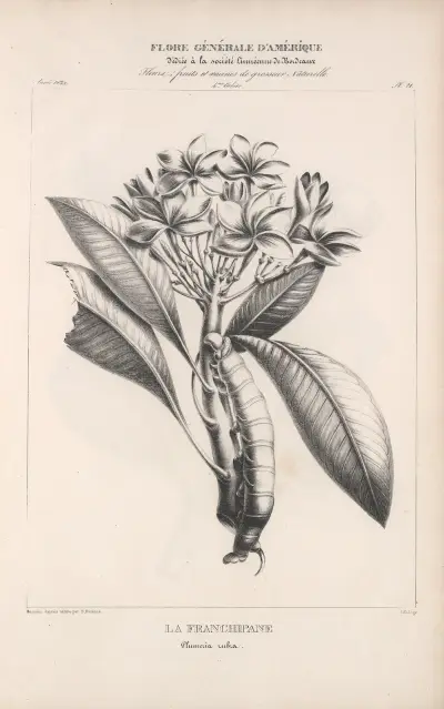 Flore d’Amérique Pl.45 av Etienne Denisse