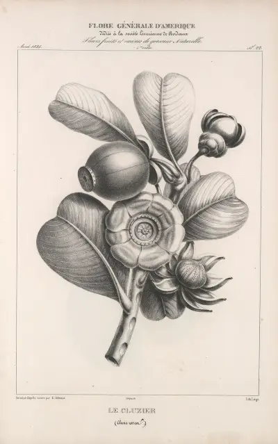 Flore d’Amérique Pl.46 av Etienne Denisse