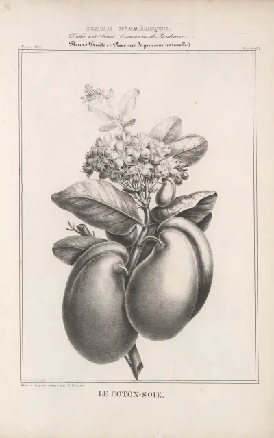 Flore d’Amérique Pl.47 av Etienne Denisse