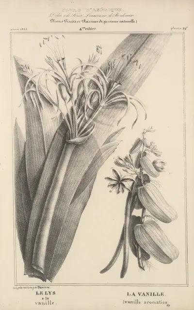 Flore d’Amérique Pl.48 av Etienne Denisse