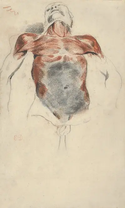 Torso of a Male Cadaver av Eugène Delacroix