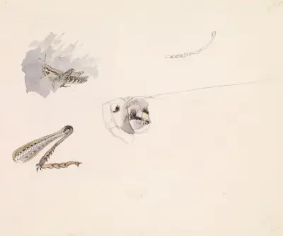 Studies of a Grasshopper – Body, Head and Leg av Sir John Everett Millais