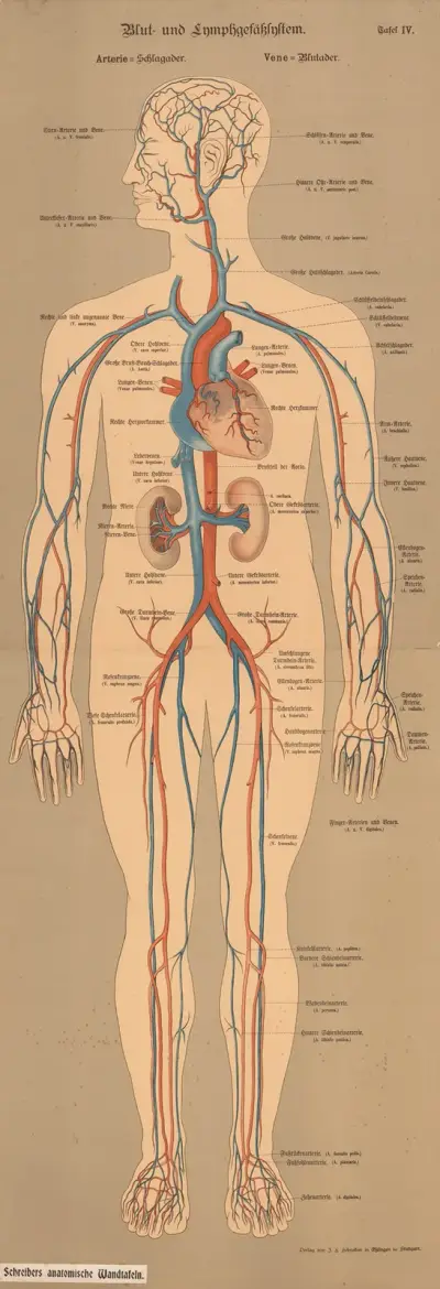 Blood and lymphatic system av J.F. Schreiber