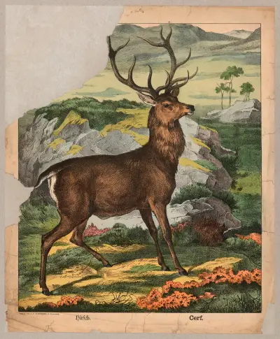 Deer av J.F. Schreiber