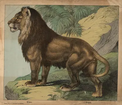 Lion av J.F. Schreiber