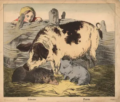 Pigs av J.F. Schreiber