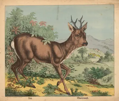 Rådjur av J.F. Schreiber