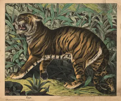 Tiger av J.F. Schreiber