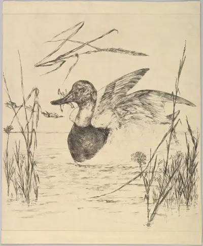 Anka av Félix Bracquemond
