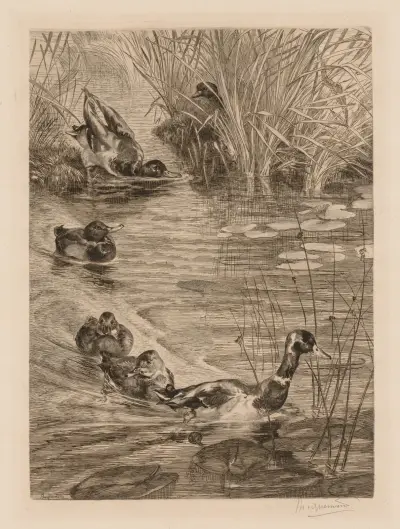 Ducks at play av Félix Bracquemond