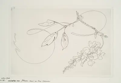 Rund platta (gyllenlakrits). av Félix Bracquemond