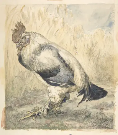 The Old Cock av Félix Bracquemond