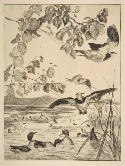 Vanneaux et Sarcelles av Félix Bracquemond