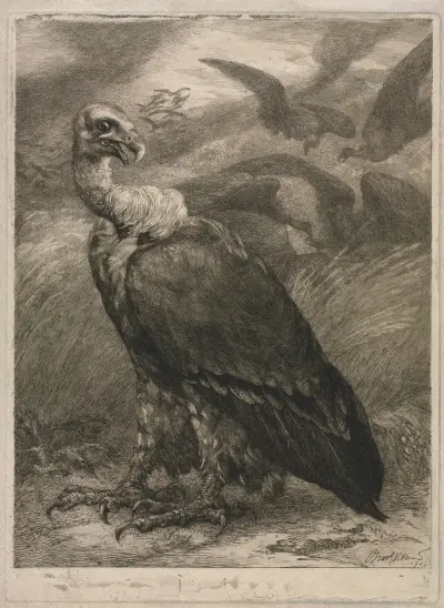 Vulture av Félix Bracquemond