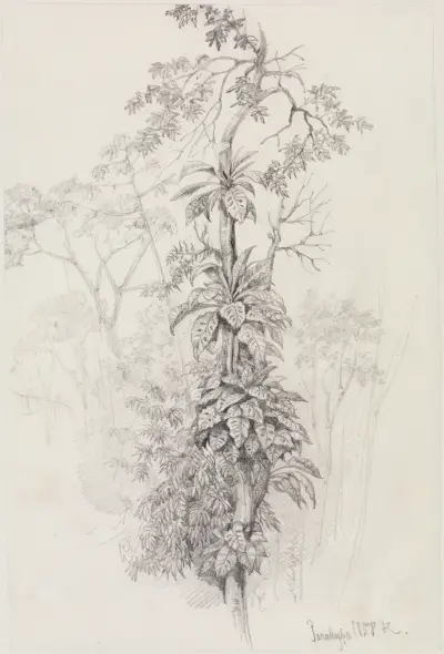 Trädstudie från urskogen av Ferdinand Keller