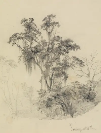Trädstudie i urskogen av Ferdinand Keller