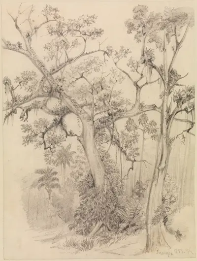 Trädstudie från urskogen vid Parahyba av Ferdinand Keller