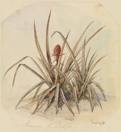 Blommande ananas av Ferdinand Keller