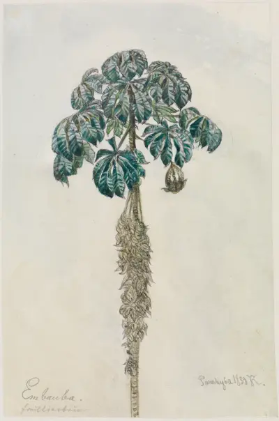 Faultierbaum av Ferdinand Keller