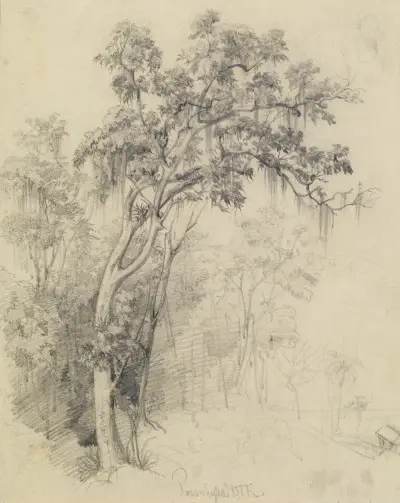 Från urskogen – trädstudie av Ferdinand Keller