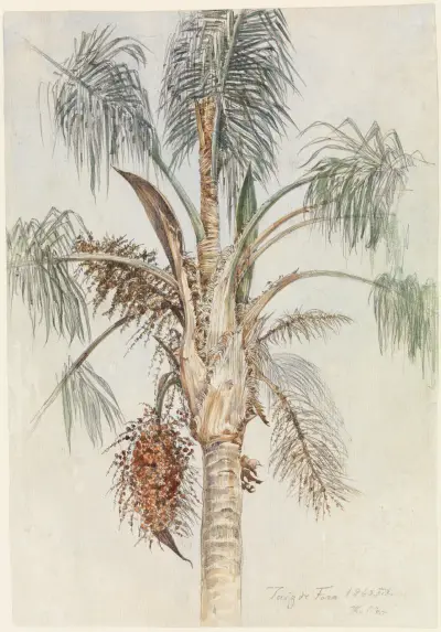 Krone einer Palme (Syagrus macrocarpa) in Juiz de Fora av Ferdinand Keller
