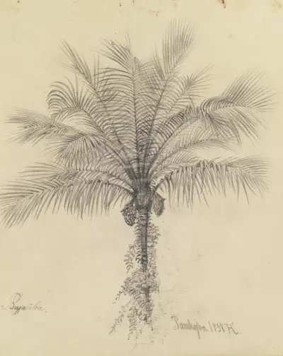 Palmstudie II av Ferdinand Keller