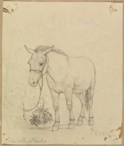 Studie ”der alte Macho”, framifrån, lätt från sidan av Ferdinand Keller