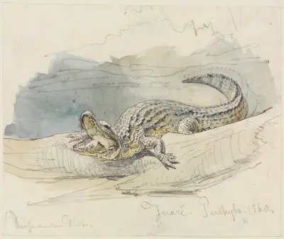 Studie av en alligator av Ferdinand Keller