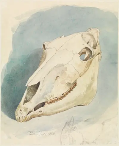 Studie eines Tierschädels, 1860 – nr 2 av Ferdinand Keller