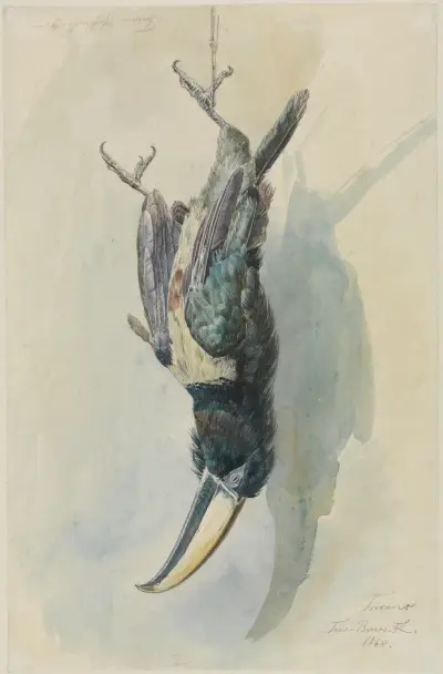 Studie av en tukan (Pfefferfresser) av Ferdinand Keller