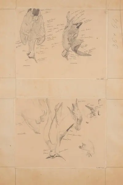 Fågelstudie; vipa och kricka av Fernand Cormon