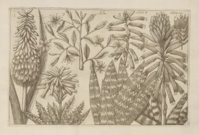 Aloe, Acacia av Filippo Arena