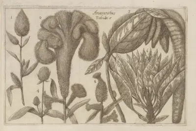 Amaranthus av Filippo Arena