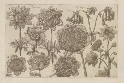 Anemone, Aquilegia av Filippo Arena