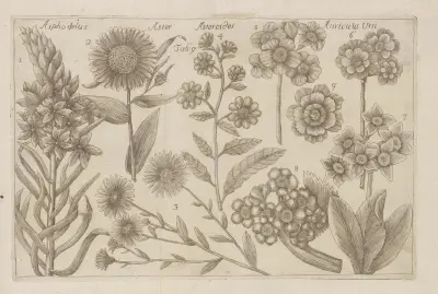 Asphodelus, Aster, Asteroides, Auricula Ursi av Filippo Arena