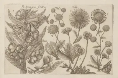 Balsamina femina, Bellis av Filippo Arena
