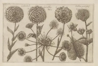 Calendula seu caltha, Caltha palustris (Ringblomma eller kabbeleka) av Filippo Arena